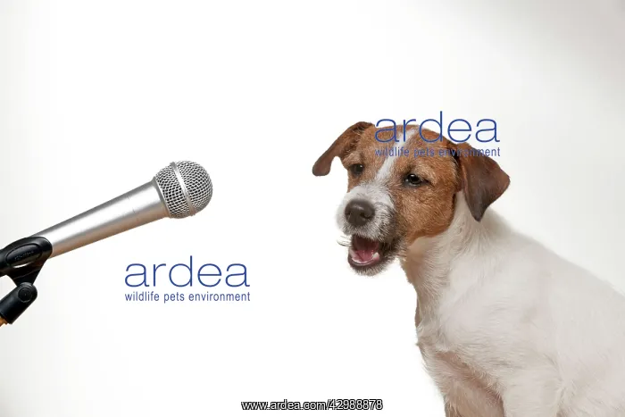 : DOG - Parson jack russell terrier singing into microphone : DOG - Parson jack russell terrier singing into microphone