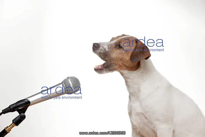 : DOG - Parson jack russell terrier singing into microphone : DOG - Parson jack russell terrier singing into microphone