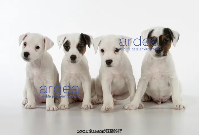  : Dog Parson Jack Russell Terriers 9 week old puppies