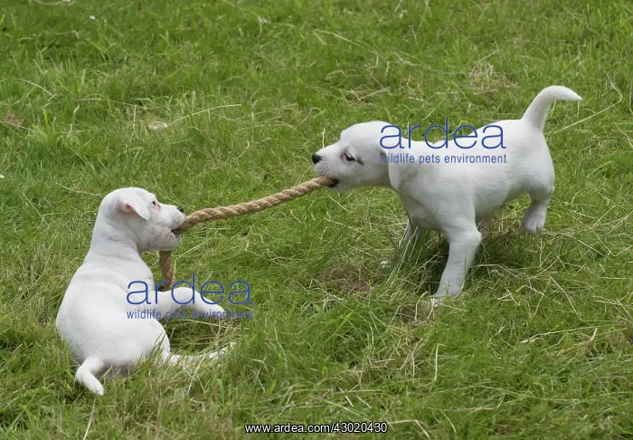 : Dog Parson Jack Russell Terriers 9 week old puppies : Dog Parson Jack Russell Terriers 9 week old puppies
