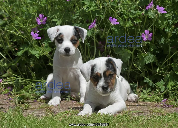  : Dog Parson Jack Russell Terriers 9 week old puppies