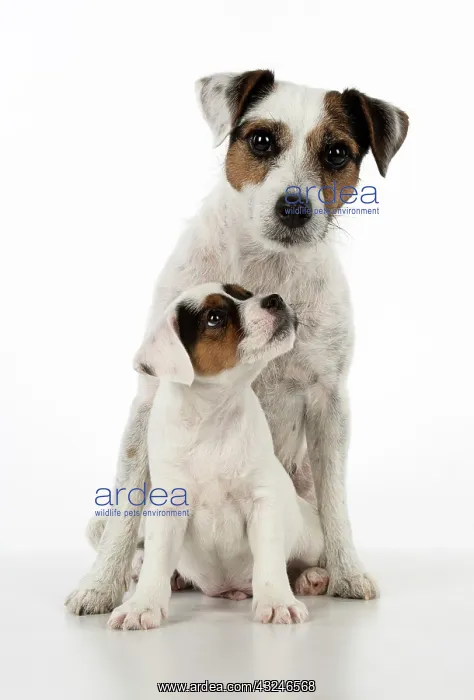 : Dog Parson Jack Russell Terriers adult and 9 week old puppy : Dog Parson Jack Russell Terriers adult and 9 week old puppy