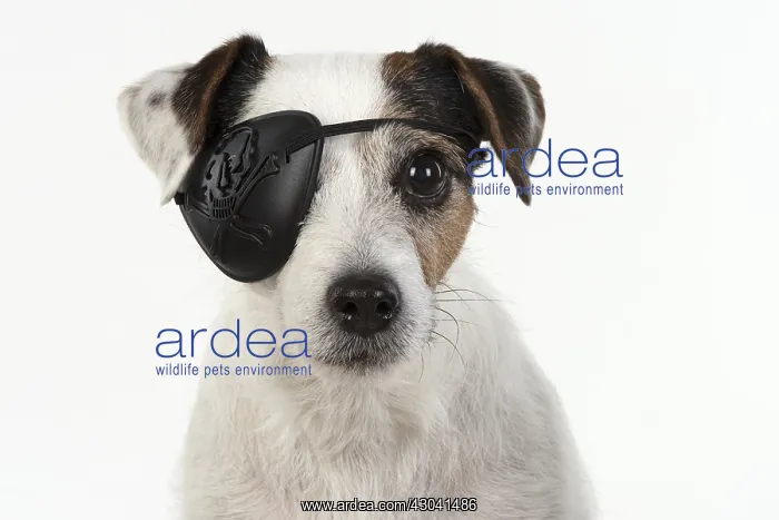 : DOG. Parson Jack Russell wearing a pirates eye patch : DOG. Parson Jack Russell wearing a pirates eye patch