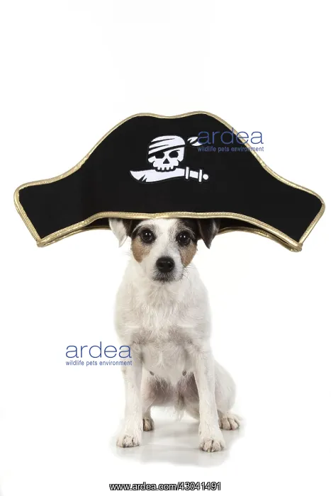  : DOG. Parson Jack Russell wearing a pirates hat