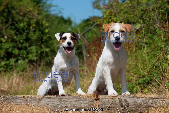: Dog - Parson Jack Russell's in a field : Dog - Parson Jack Russell's in a field