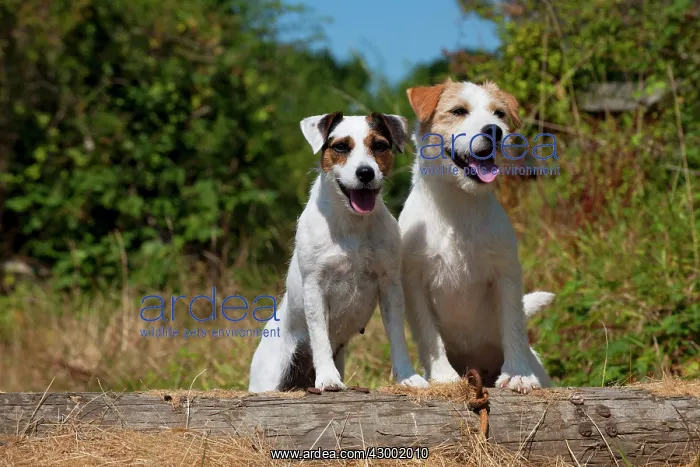 : Dog - Parson Jack Russell's in a field : Dog - Parson Jack Russell's in a field