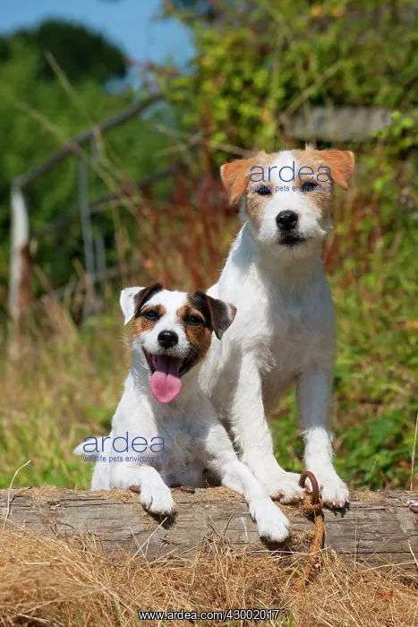 : Dog - Parson Jack Russell's in a field : Dog - Parson Jack Russell's in a field