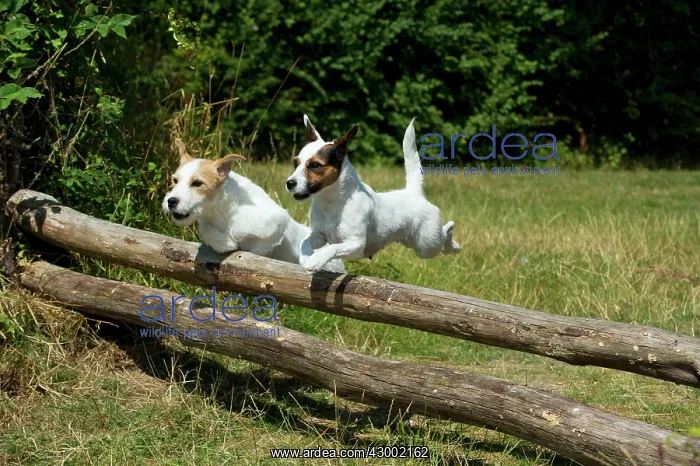 : Dog - Parson Jack Russell's jumping wooden poles : Dog - Parson Jack Russell's jumping wooden poles