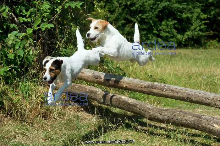 : Dog - Parson Jack Russell's jumping wooden poles : Dog - Parson Jack Russell's jumping wooden poles