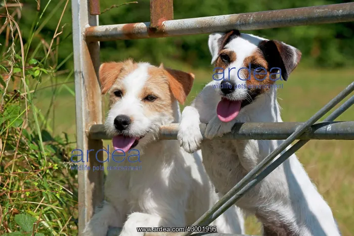 : Dog - Parson Jack Russell's looking through a gate : Dog - Parson Jack Russell's looking through a gate