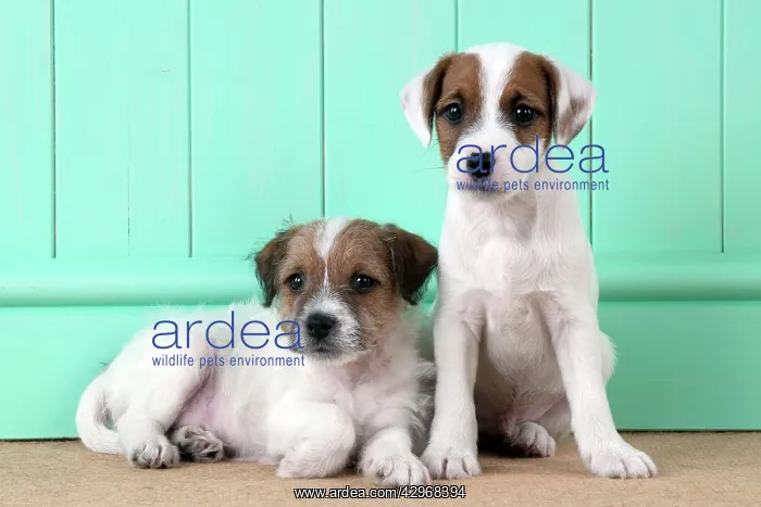 : DOG - Parsons Jack Russell Terrier puppies one : DOG - Parsons Jack Russell Terrier puppies one