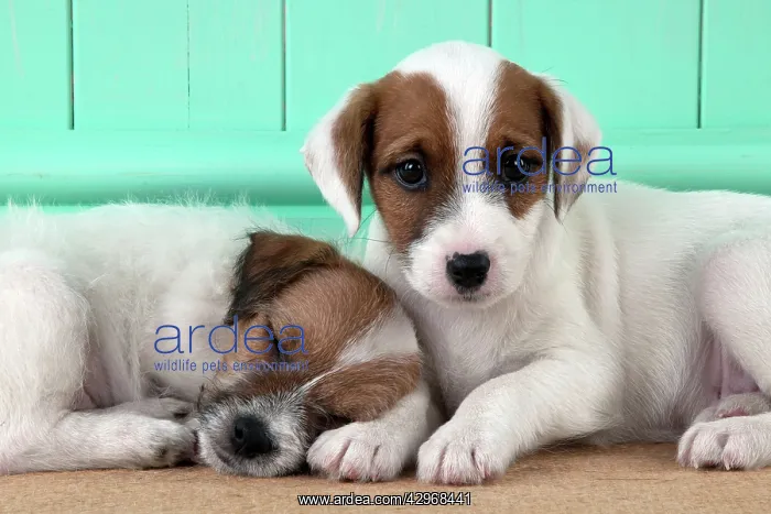 : DOG - Parsons Jack Russell Terrier puppies laying : DOG - Parsons Jack Russell Terrier puppies laying
