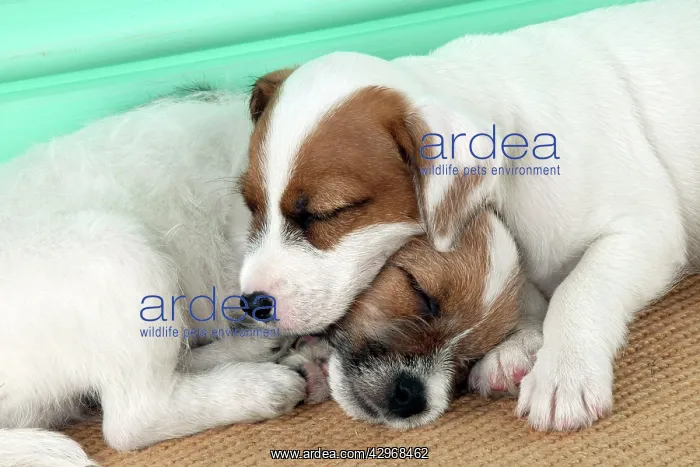: DOG - Parsons Jack Russell Terrier puppies laying : DOG - Parsons Jack Russell Terrier puppies laying