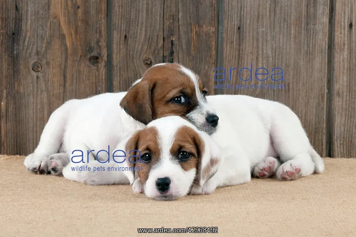 : DOG - Parsons Jack Russell Terrier puppies laying together : DOG - Parsons Jack Russell Terrier puppies laying together