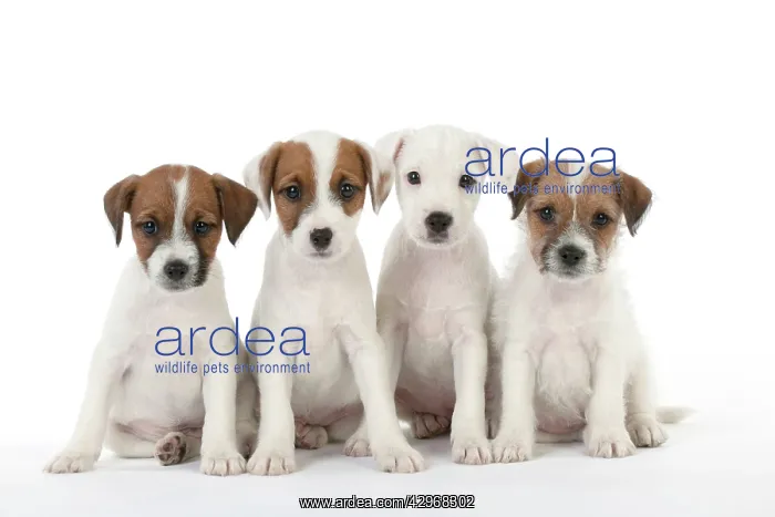 : DOG - Parsons Jack Russell Terrier - puppies sitting : DOG - Parsons Jack Russell Terrier - puppies sitting