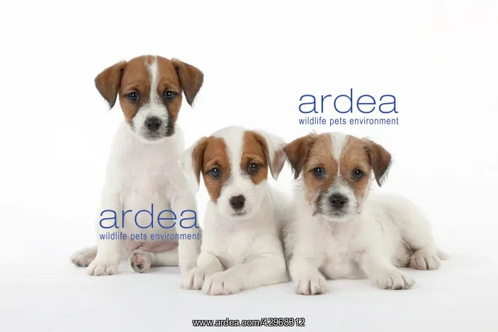  : DOG - Parsons Jack Russell Terrier - puppies sitting
