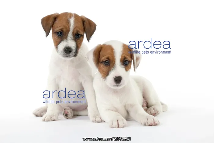 : DOG - Parsons Jack Russell Terrier - puppies sitting : DOG - Parsons Jack Russell Terrier - puppies sitting