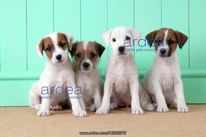 : DOG - Parsons Jack Russell Terrier puppies sitting : DOG - Parsons Jack Russell Terrier puppies sitting