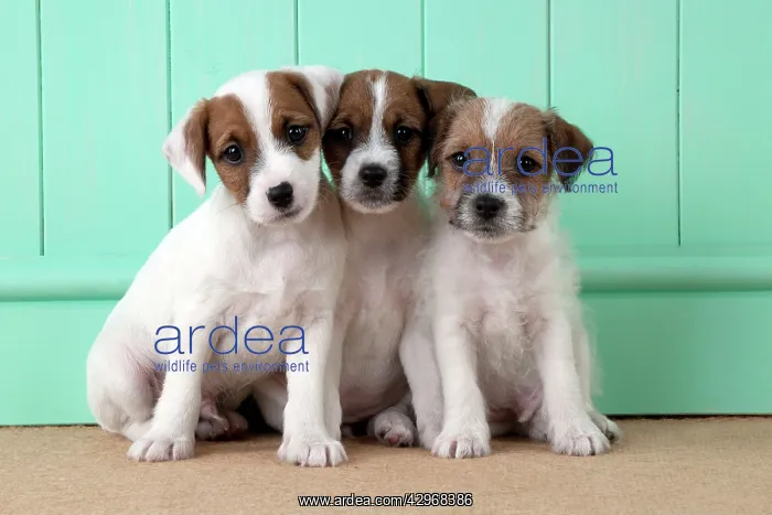 : DOG - Parsons Jack Russell Terrier puppies sitting : DOG - Parsons Jack Russell Terrier puppies sitting