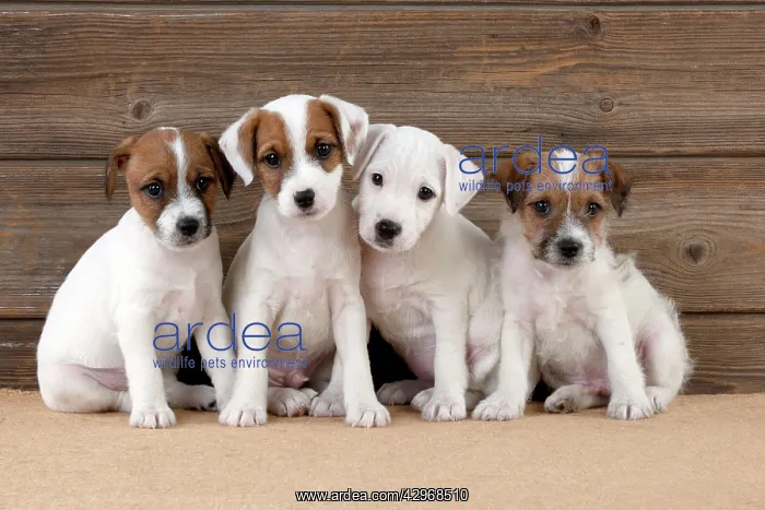 : DOG - Parsons Jack Russell Terrier puppies sitting : DOG - Parsons Jack Russell Terrier puppies sitting