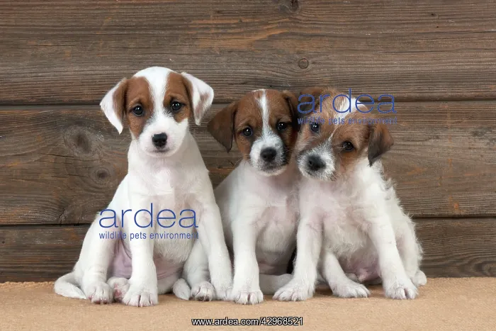 : DOG - Parsons Jack Russell Terrier puppies sitting : DOG - Parsons Jack Russell Terrier puppies sitting