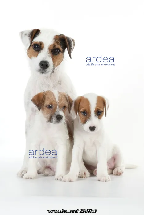 : DOG - Parsons Jack Russell Terrier puppies sitting : DOG - Parsons Jack Russell Terrier puppies sitting