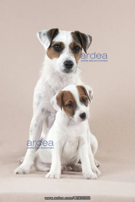: DOG - Parsons Jack Russell Terrier puppies sitting : DOG - Parsons Jack Russell Terrier puppies sitting