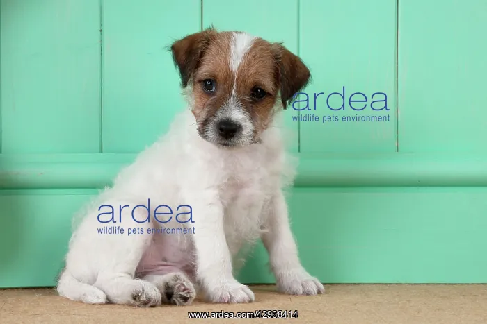 : DOG - Parsons Jack Russell Terrier puppy (8 weeks) : DOG - Parsons Jack Russell Terrier puppy (8 weeks)