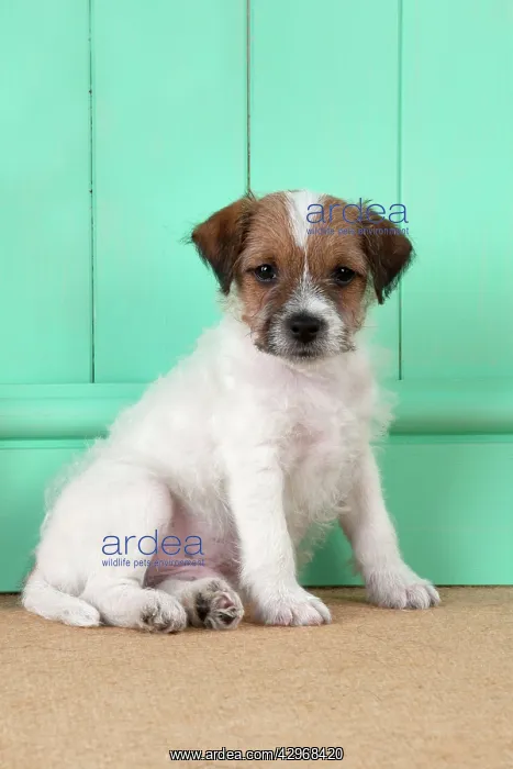  : DOG - Parsons Jack Russell Terrier puppy (8 weeks)