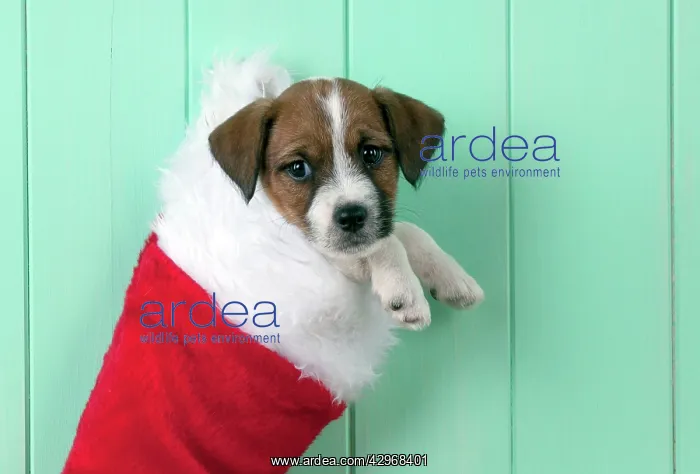 : DOG - Parsons Jack Russell Terrier puppy in Christmas : DOG - Parsons Jack Russell Terrier puppy in Christmas