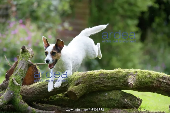 : DOG - Parsons Jack Russell Terrier puppy jumping : DOG - Parsons Jack Russell Terrier puppy jumping