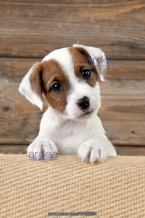 : DOG - Parsons Jack Russell Terrier puppy looking : DOG - Parsons Jack Russell Terrier puppy looking