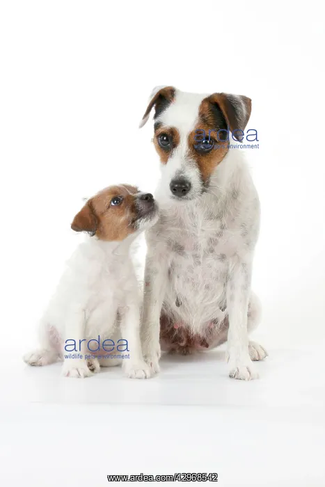 : DOG - Parsons Jack Russell Terrier puppy sitting : DOG - Parsons Jack Russell Terrier puppy sitting