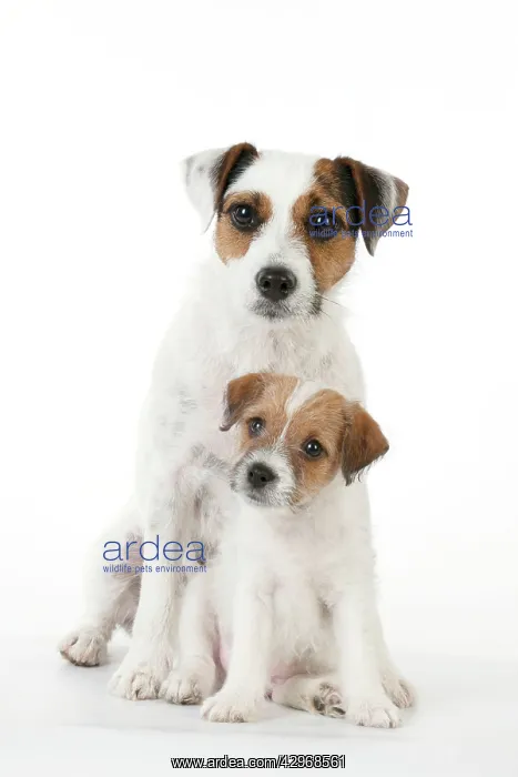 : DOG - Parsons Jack Russell Terrier puppy sitting : DOG - Parsons Jack Russell Terrier puppy sitting