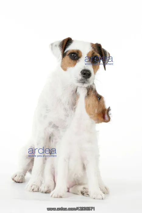 : DOG - Parsons Jack Russell Terrier puppy sitting : DOG - Parsons Jack Russell Terrier puppy sitting