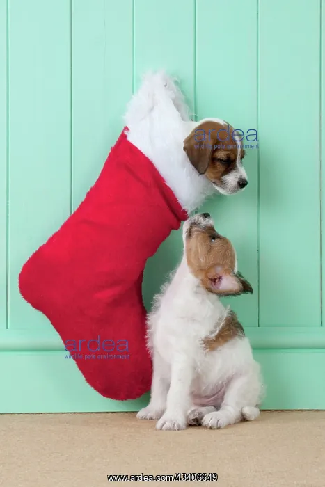 : DOG - Parsons Jack Russell Terrier puppy sitting : DOG - Parsons Jack Russell Terrier puppy sitting