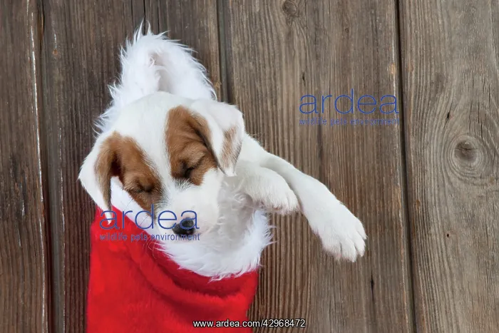  : DOG - Parsons Jack Russell Terrier puppy sleeping