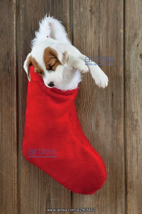 : DOG - Parsons Jack Russell Terrier puppy sleeping : DOG - Parsons Jack Russell Terrier puppy sleeping