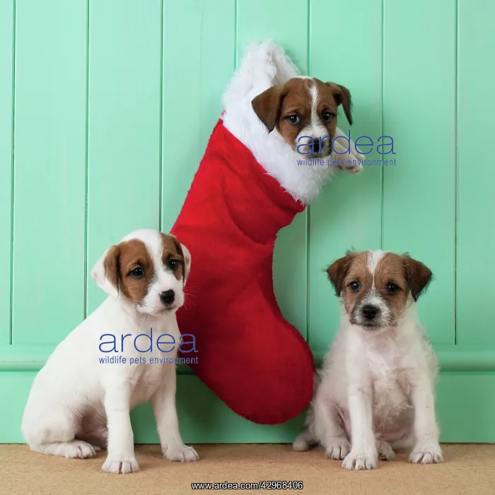 : DOG - Parsons Jack Russell Terrier sitting underneath : DOG - Parsons Jack Russell Terrier sitting underneath