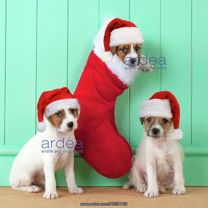: DOG - Parsons Jack Russell Terriers sitting underneath : DOG - Parsons Jack Russell Terriers sitting underneath