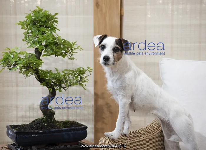  : DOG. Partson Jack Russell with a Bonsi tree
