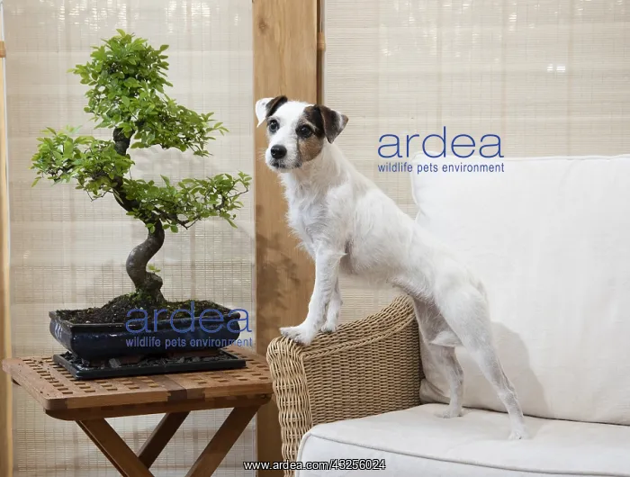  : DOG. Partson Jack Russell with a Bonsi tree