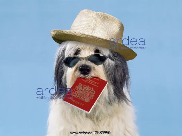 : Dog - with passport & sun hat : Dog - with passport & sun hat