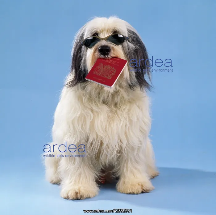 : Dog - with passport & sunglasses : Dog - with passport & sunglasses