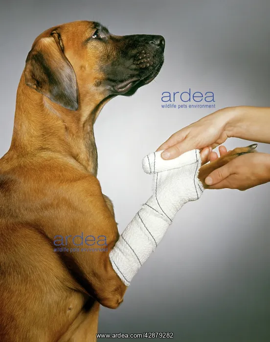 : DOG - paw being bandaged by vet : DOG - paw being bandaged by vet
