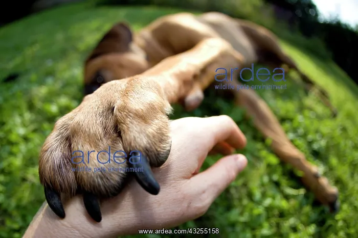 : Dog paw resting on a man's hand : Dog paw resting on a man's hand