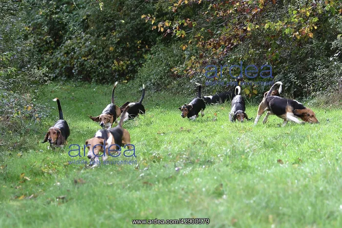 : Dog - Pedigree basset hounds (from de la Baume : Dog - Pedigree basset hounds (from de la Baume