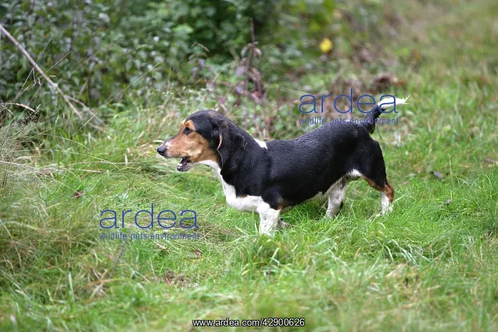 : Dog - Pedigree basset hounds (from de la Baume : Dog - Pedigree basset hounds (from de la Baume
