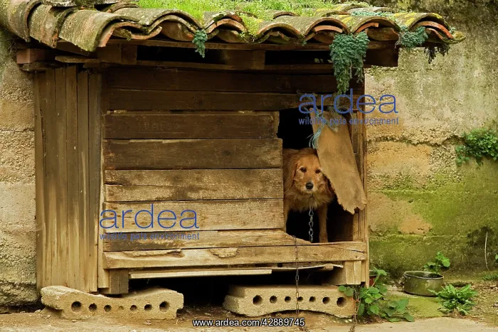 : Dog - peering out door of outdoor kennel. France : Dog - peering out door of outdoor kennel. France
