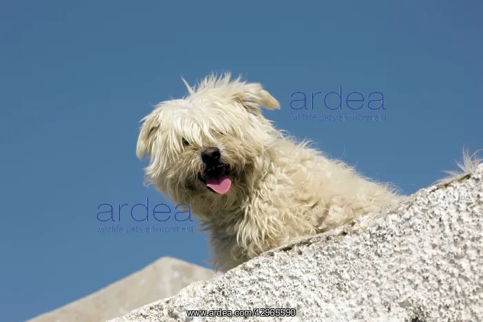 : Dog - peering over wall - Stray : Dog - peering over wall - Stray